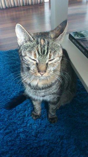 Blanding af racer Tulle billede 6