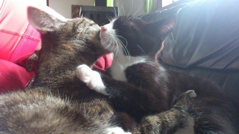 Blanding af racer Tulle billede 36