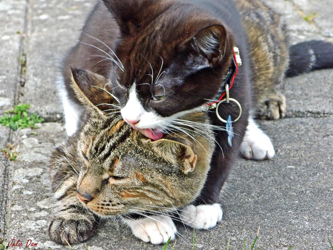 Blanding af racer Tulle - Min søn Silo :-) billede 7