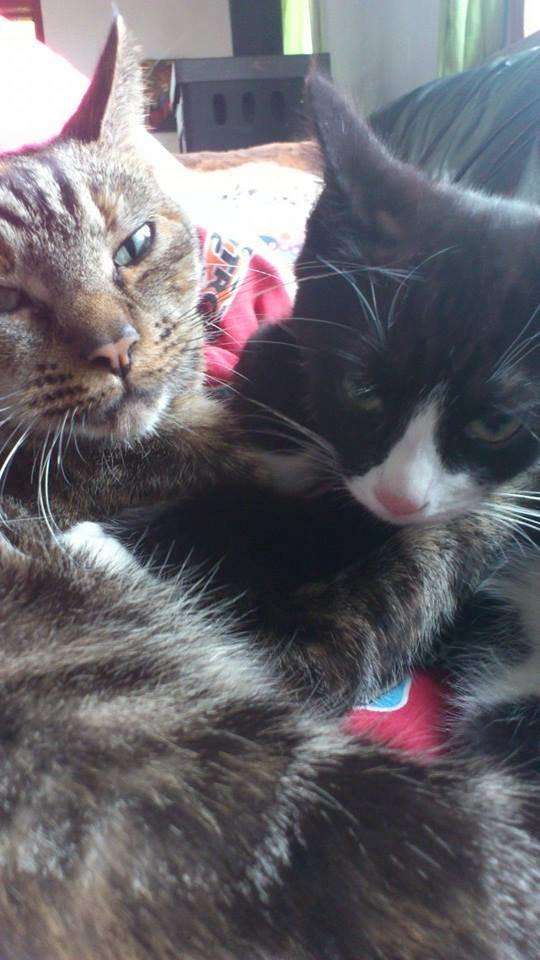 Blanding af racer Tulle billede 8