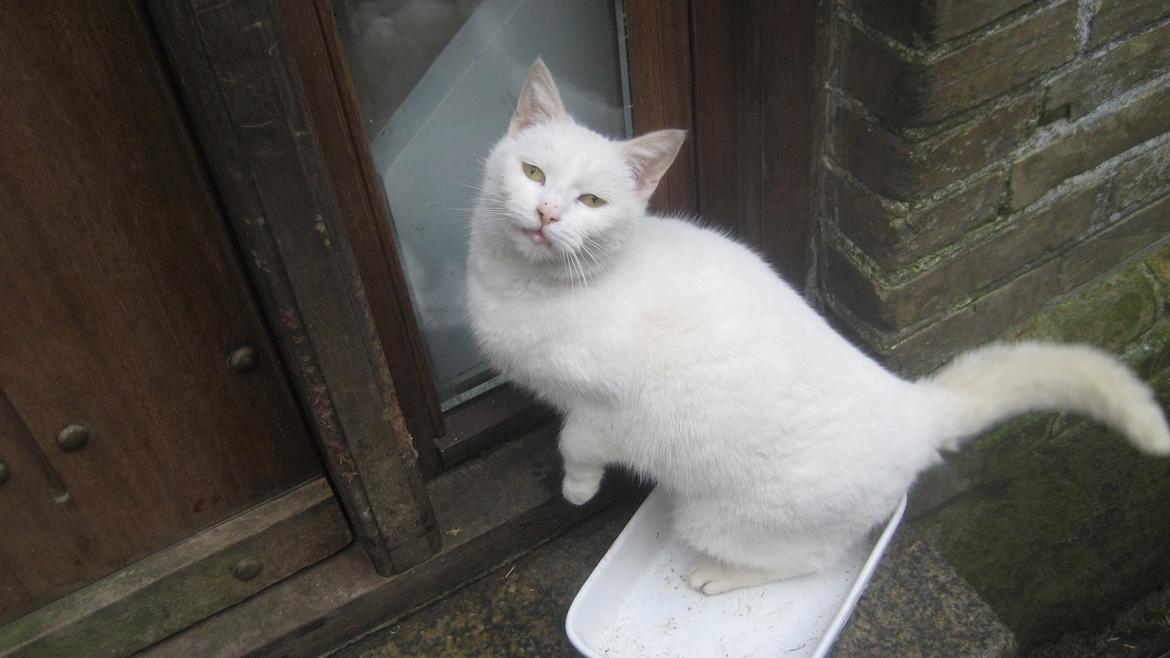 Huskat Chenu Etoile (Døvemis/Alien) - Der hvor Chenu sidder 24/7... billede 1