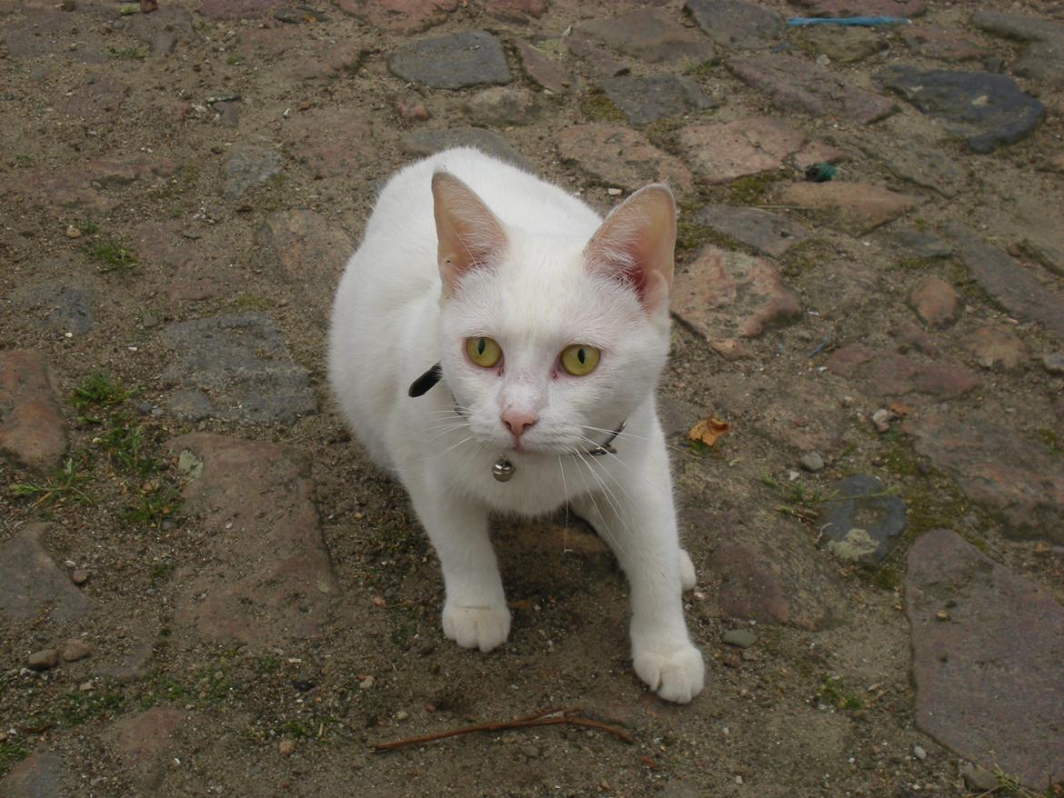 Huskat Chenu Etoile (Døvemis/Alien) billede 2