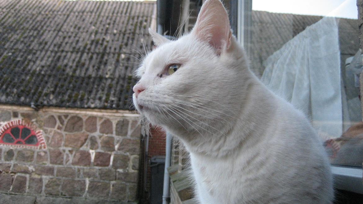 Huskat Chenu Etoile (Døvemis/Alien) billede 3