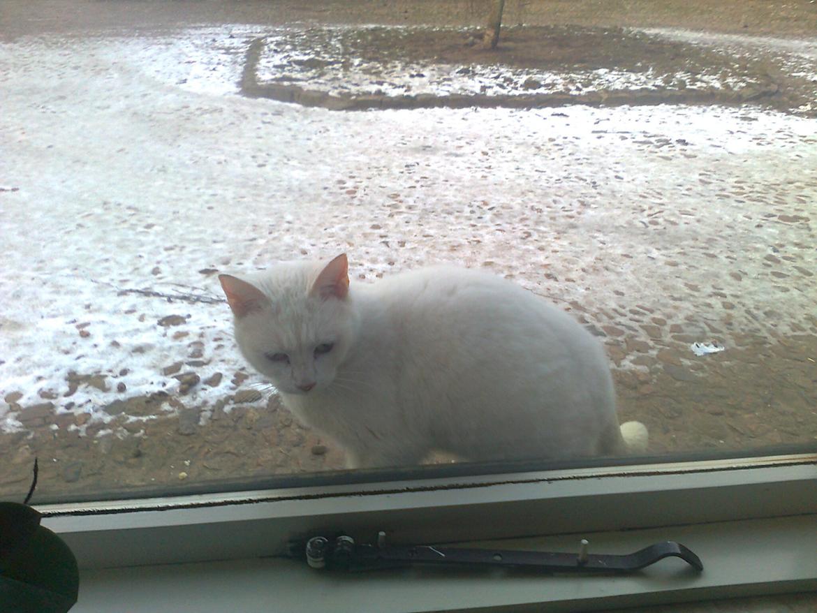 Huskat Chenu Etoile (Døvemis/Alien) - Chenu kigger ind... Misundelig på ikke at kunne kigge ud. billede 7