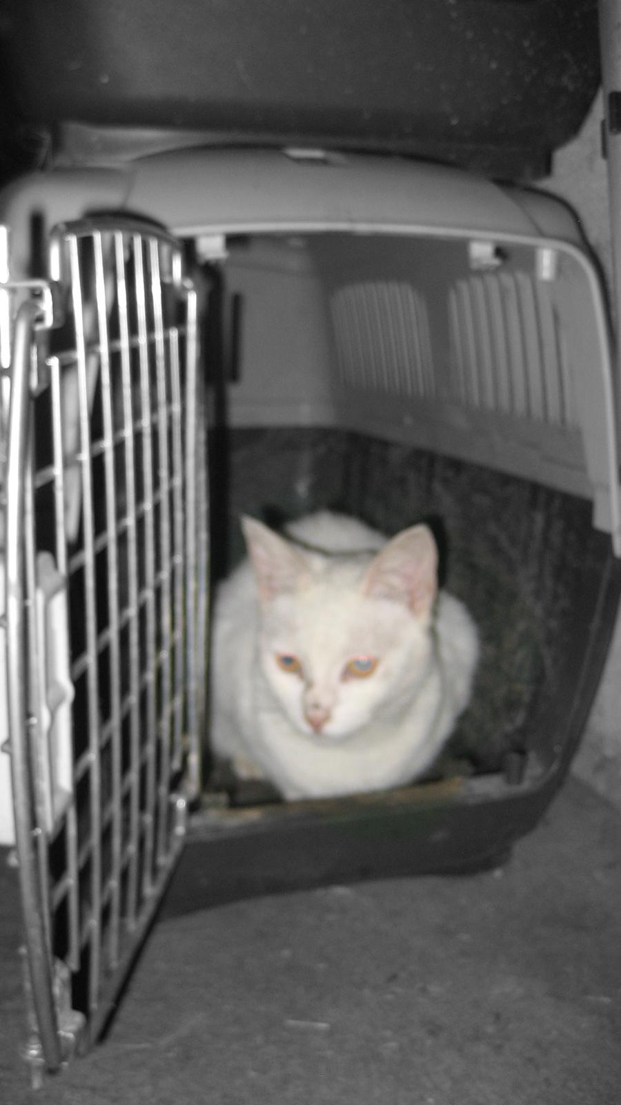 Huskat Chenu Etoile (Døvemis/Alien) - Tja, der kan man jo også tage sig en lur. billede 4