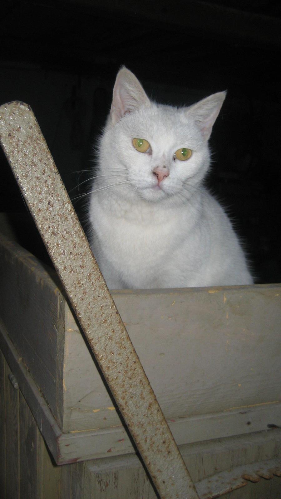 Huskat Chenu Etoile (Døvemis/Alien) - Lidt skeløjet måske også... billede 5