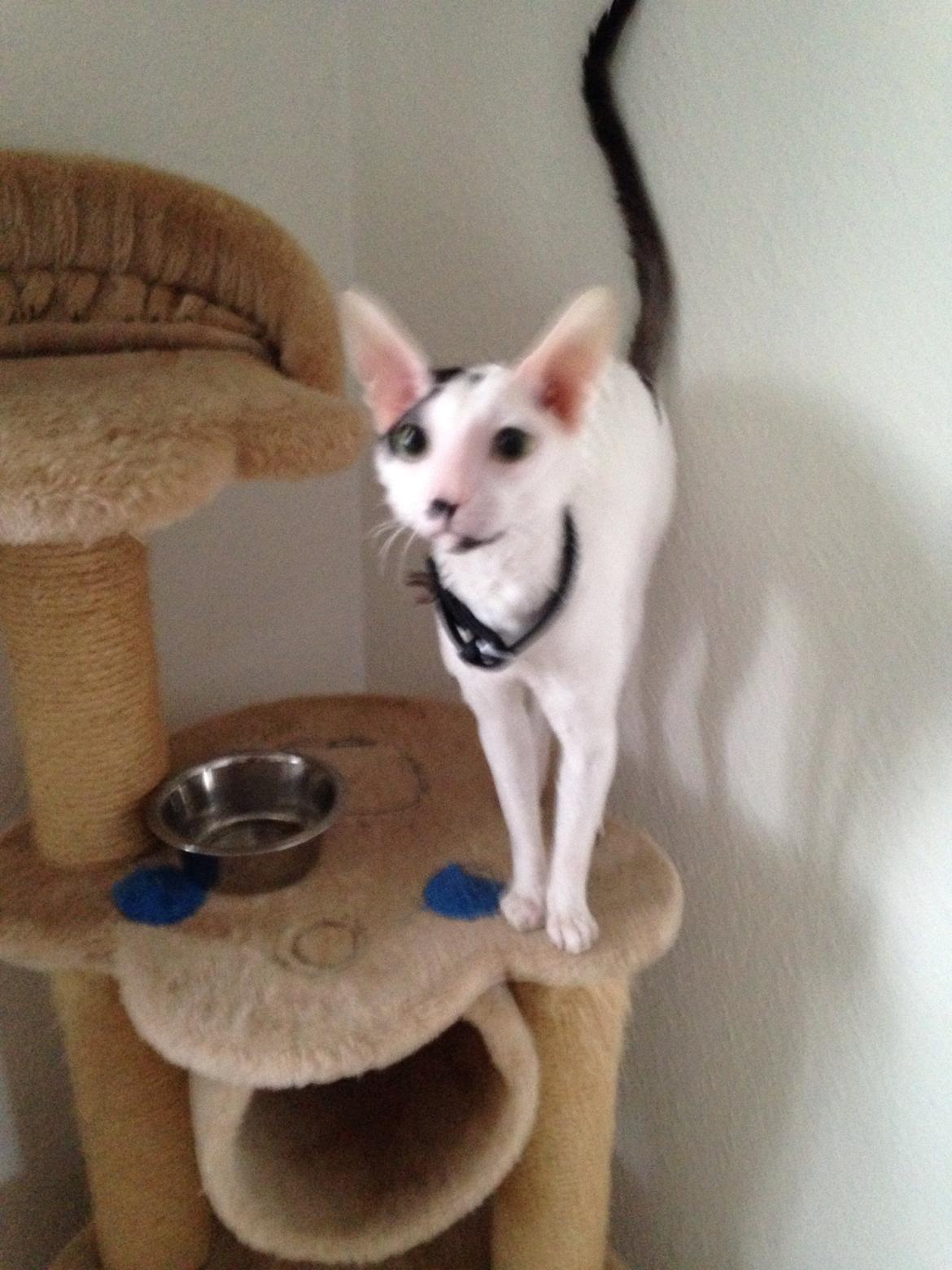 Cornish Rex DK Kousgård's Fernando  billede 1