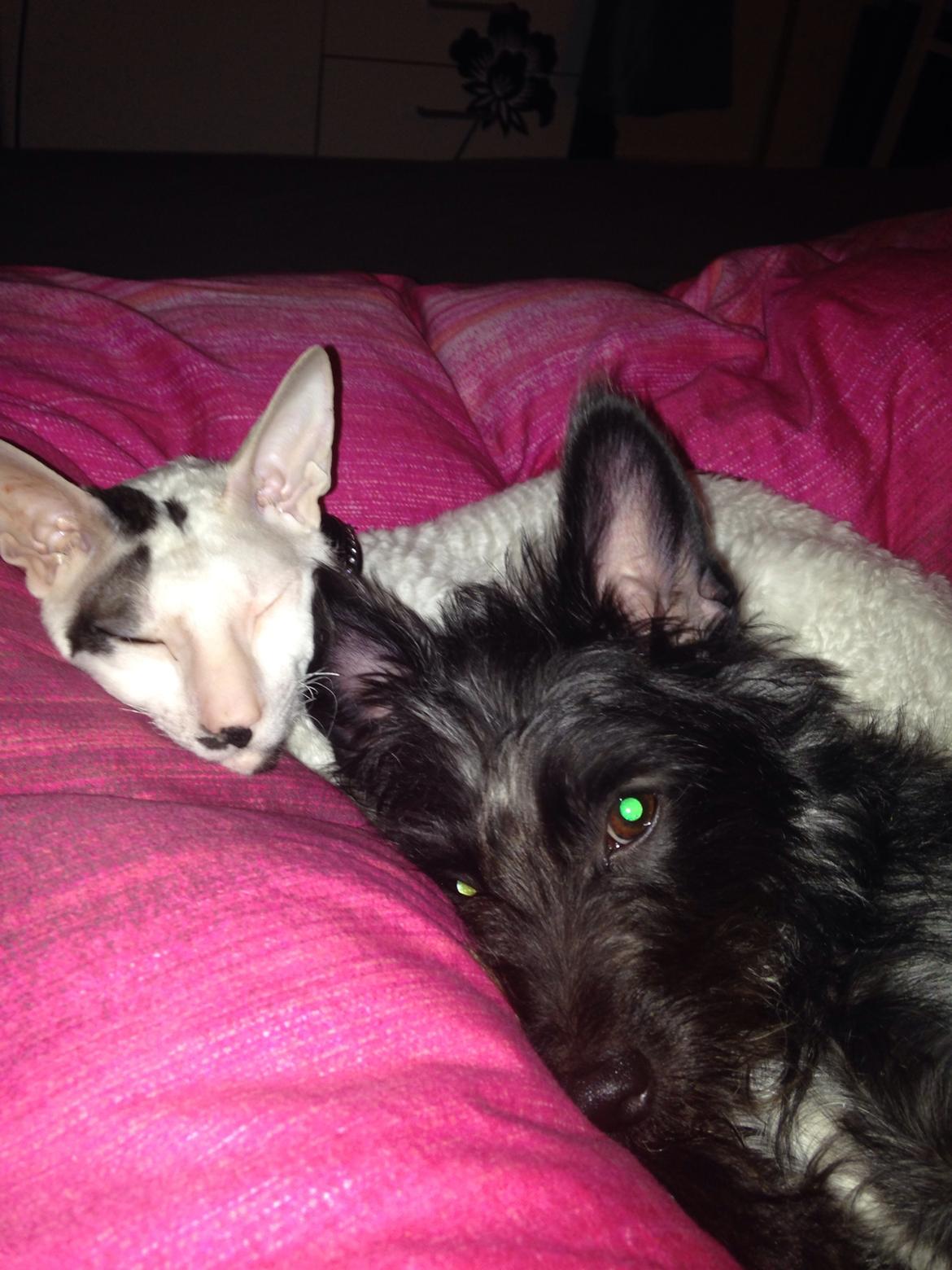 Cornish Rex DK Kousgård's Fernando  billede 2