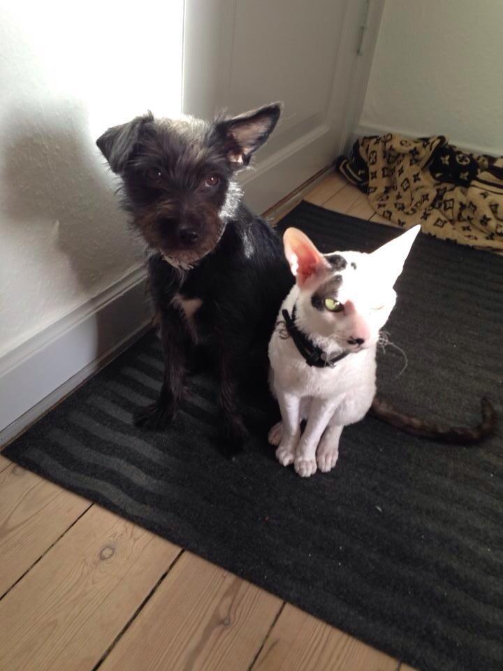 Cornish Rex DK Kousgård's Fernando  billede 3