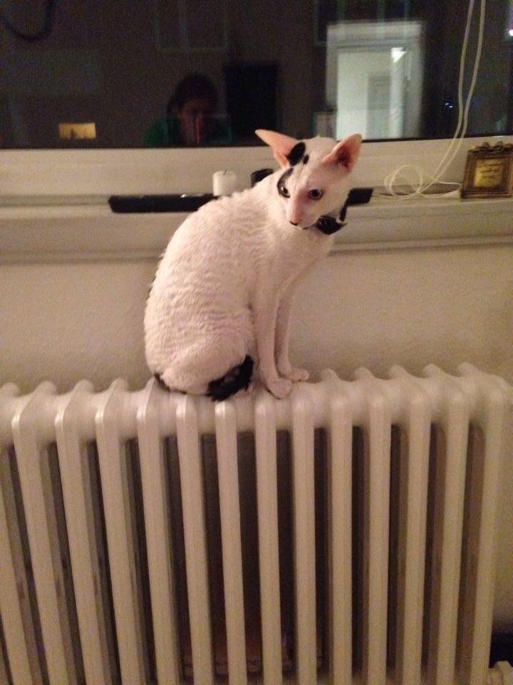 Cornish Rex DK Kousgård's Fernando  billede 4