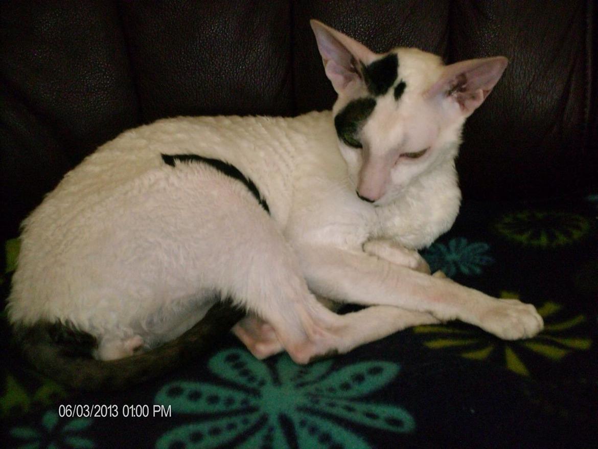 Cornish Rex DK Kousgård's Fernando  billede 5