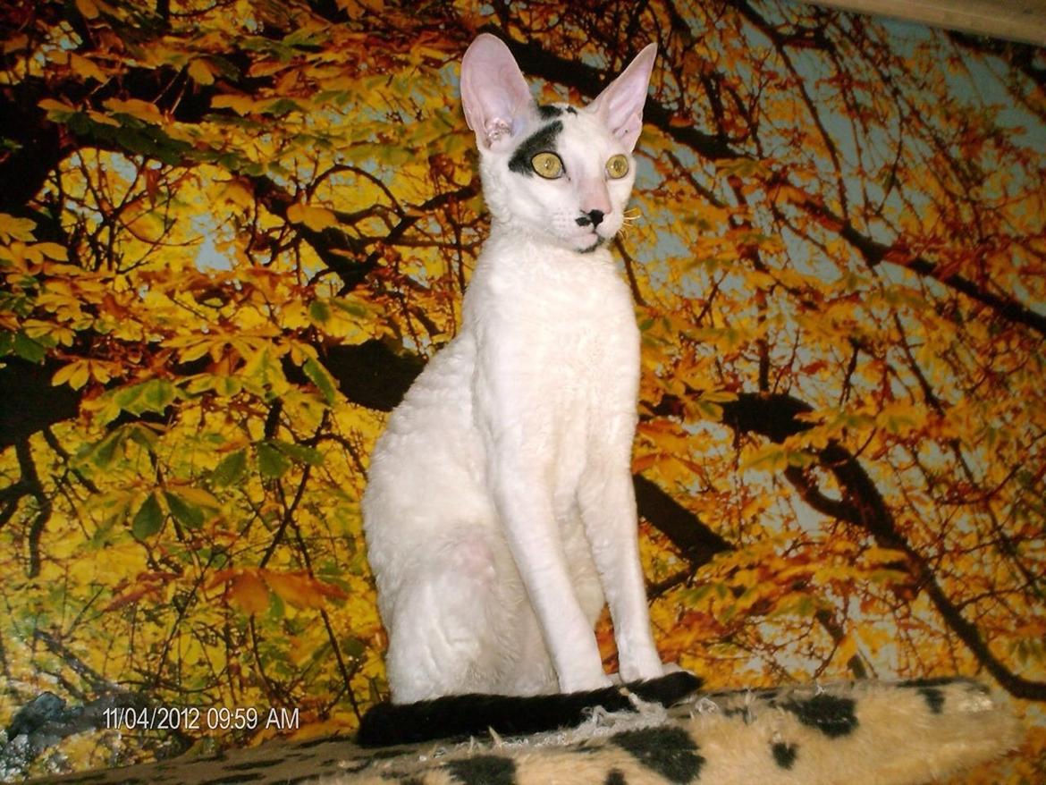 Cornish Rex DK Kousgård's Fernando  billede 6