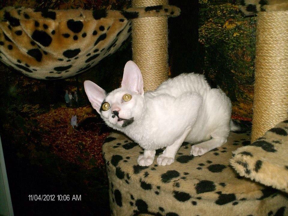 Cornish Rex DK Kousgård's Fernando  billede 7