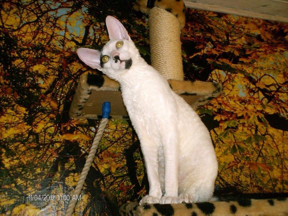 Cornish Rex DK Kousgård's Fernando  billede 8