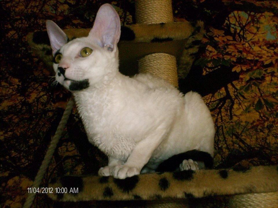 Cornish Rex DK Kousgård's Fernando  billede 9