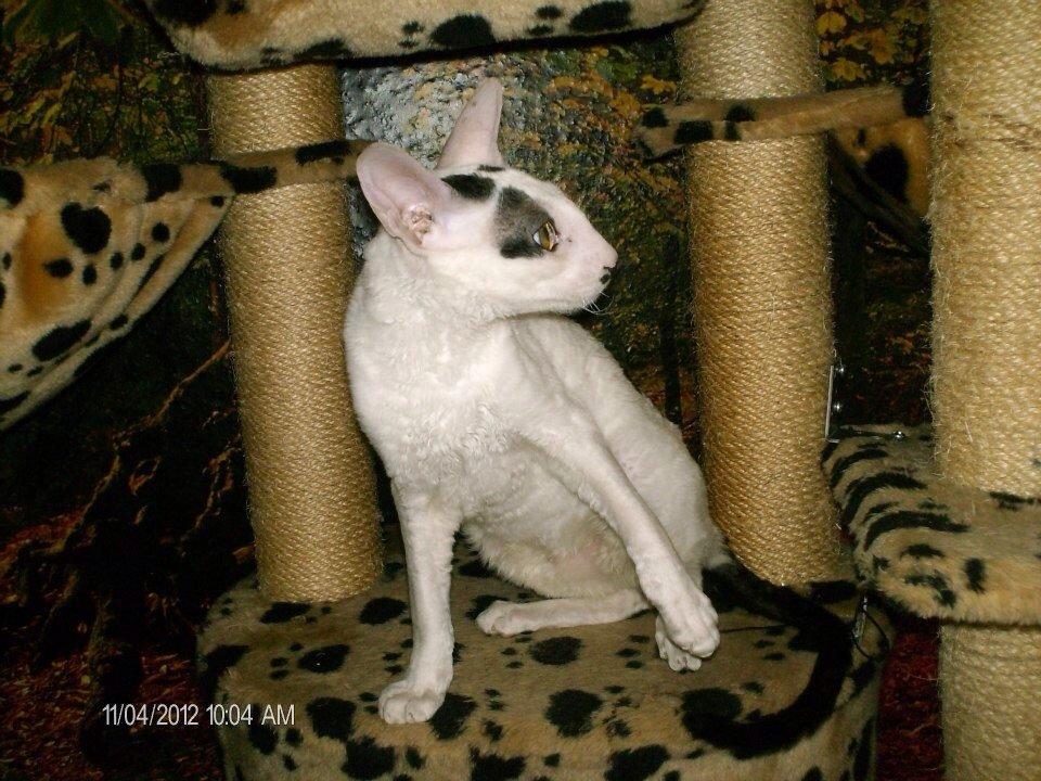 Cornish Rex DK Kousgård's Fernando  billede 10
