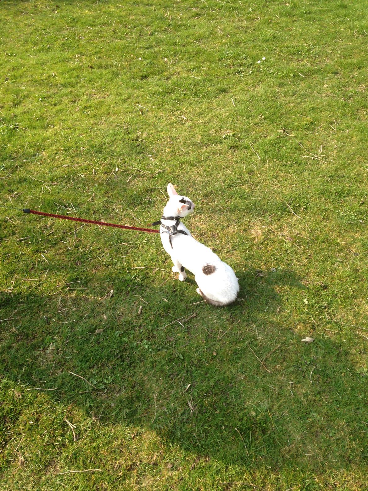 Cornish Rex DK Kousgård's Fernando  billede 11