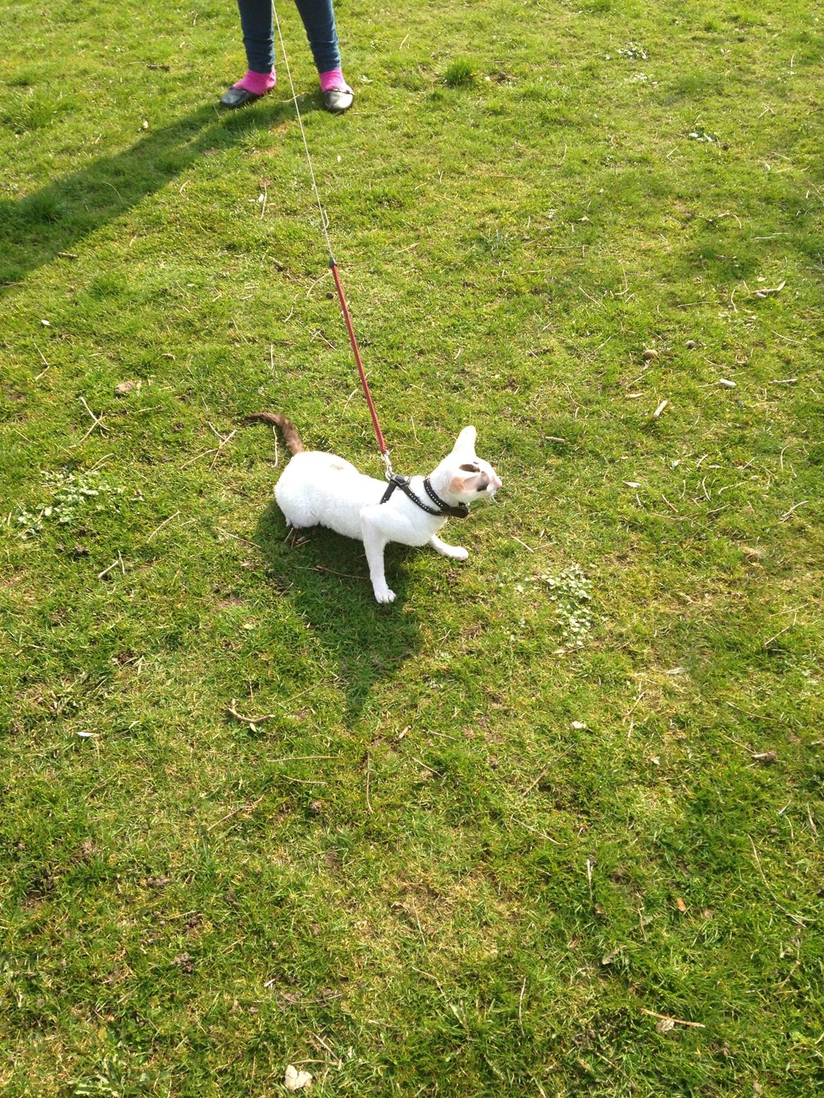 Cornish Rex DK Kousgård's Fernando  billede 12