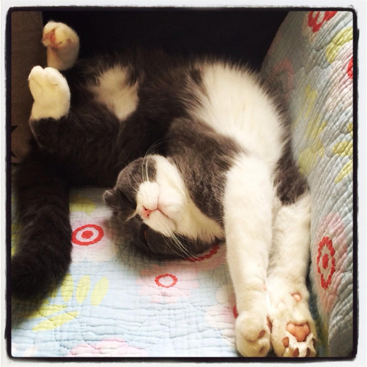 Scottish Fold Hikke billede 16