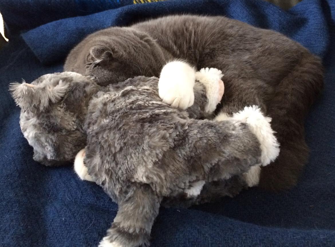 Scottish Fold Hikke billede 17