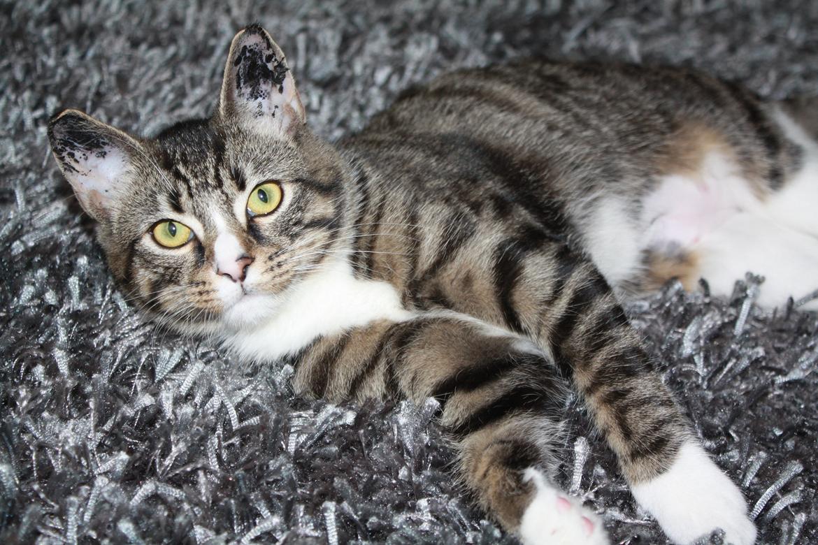 Blanding af racer Tulle billede 1