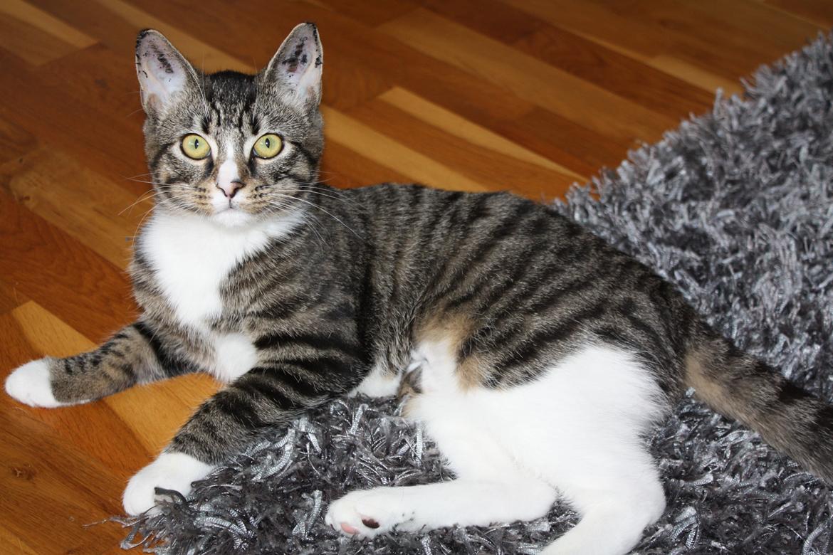 Blanding af racer Tulle billede 3