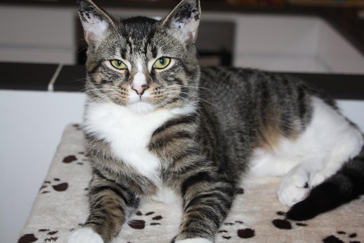 Blanding af racer Tulle billede 2