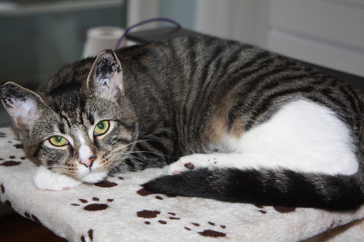 Blanding af racer Tulle billede 4