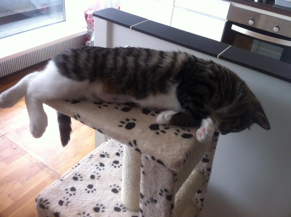 Blanding af racer Tulle billede 5