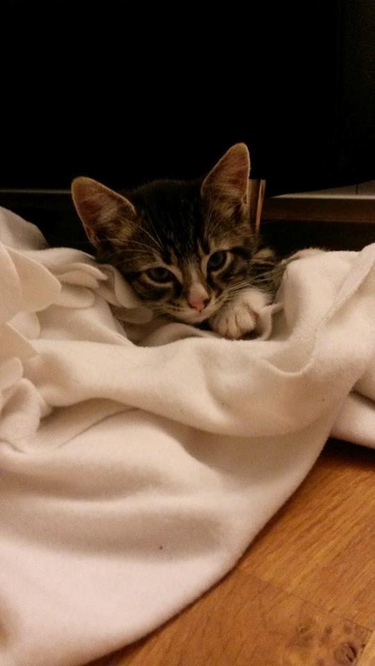 Blanding af racer Tulle billede 7