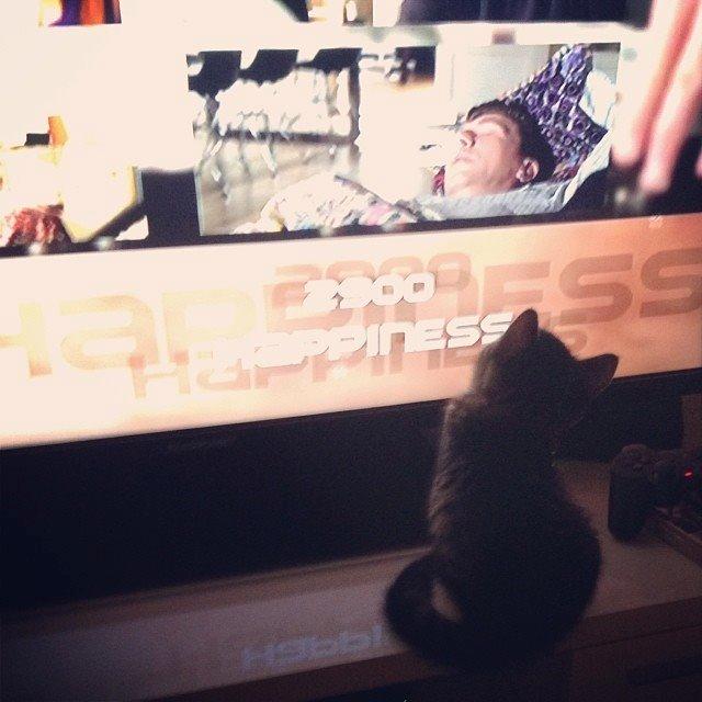 Blanding af racer Tulle billede 8