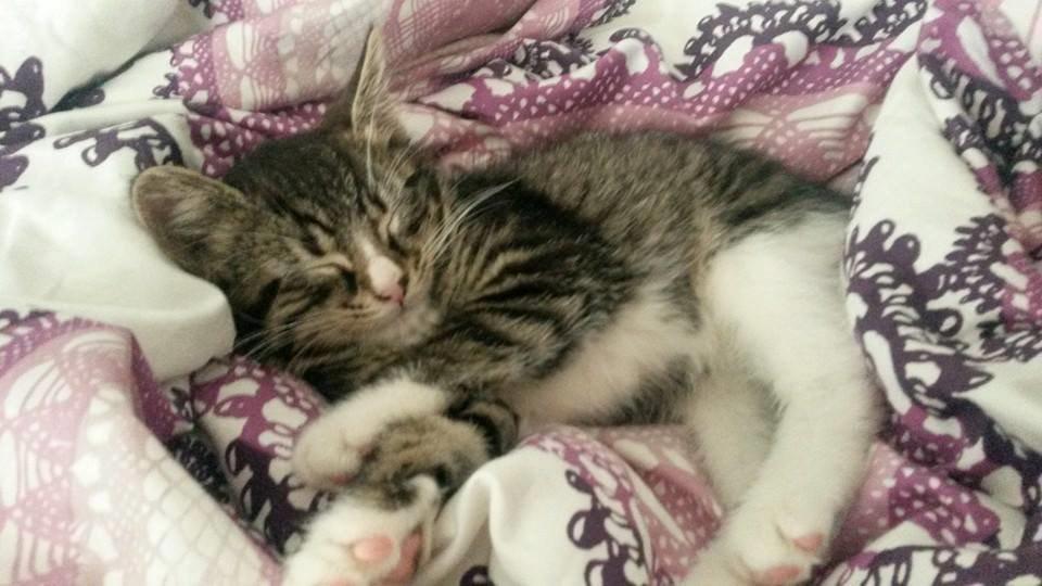 Blanding af racer Tulle billede 9