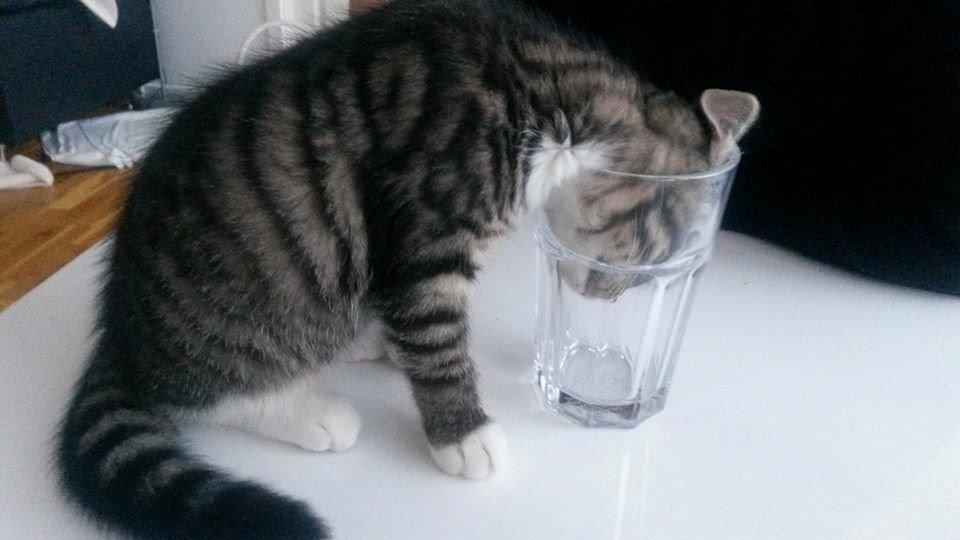 Blanding af racer Tulle billede 10