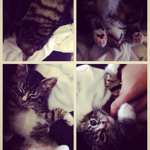 Blanding af racer Tulle billede 11