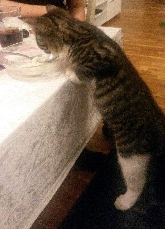 Blanding af racer Tulle billede 12