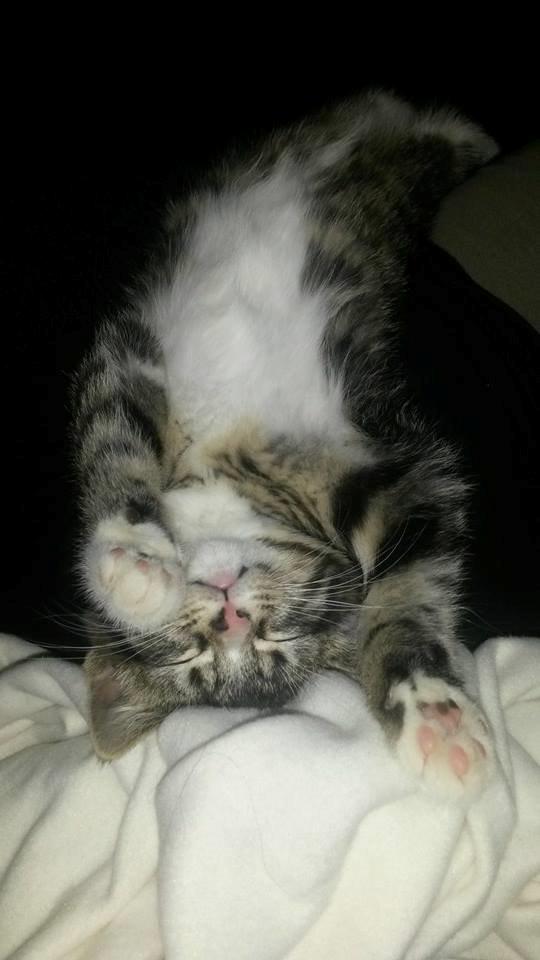 Blanding af racer Tulle billede 6