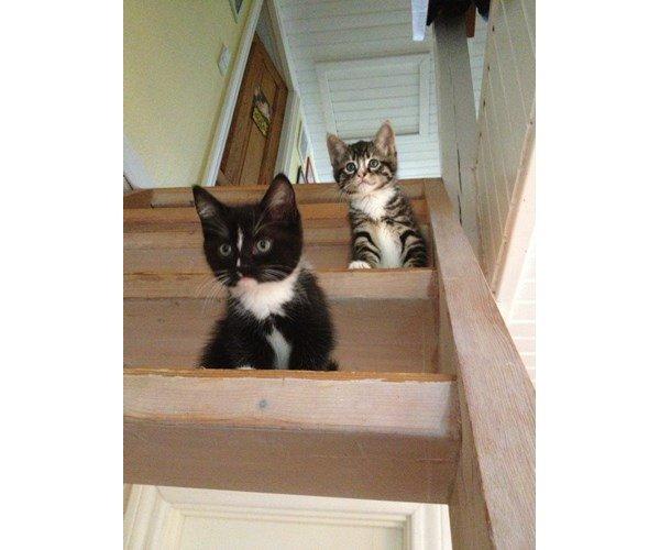 Blanding af racer Tulle billede 13