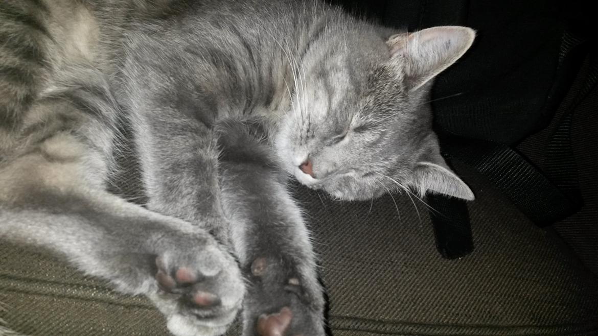 Huskat Putte billede 31