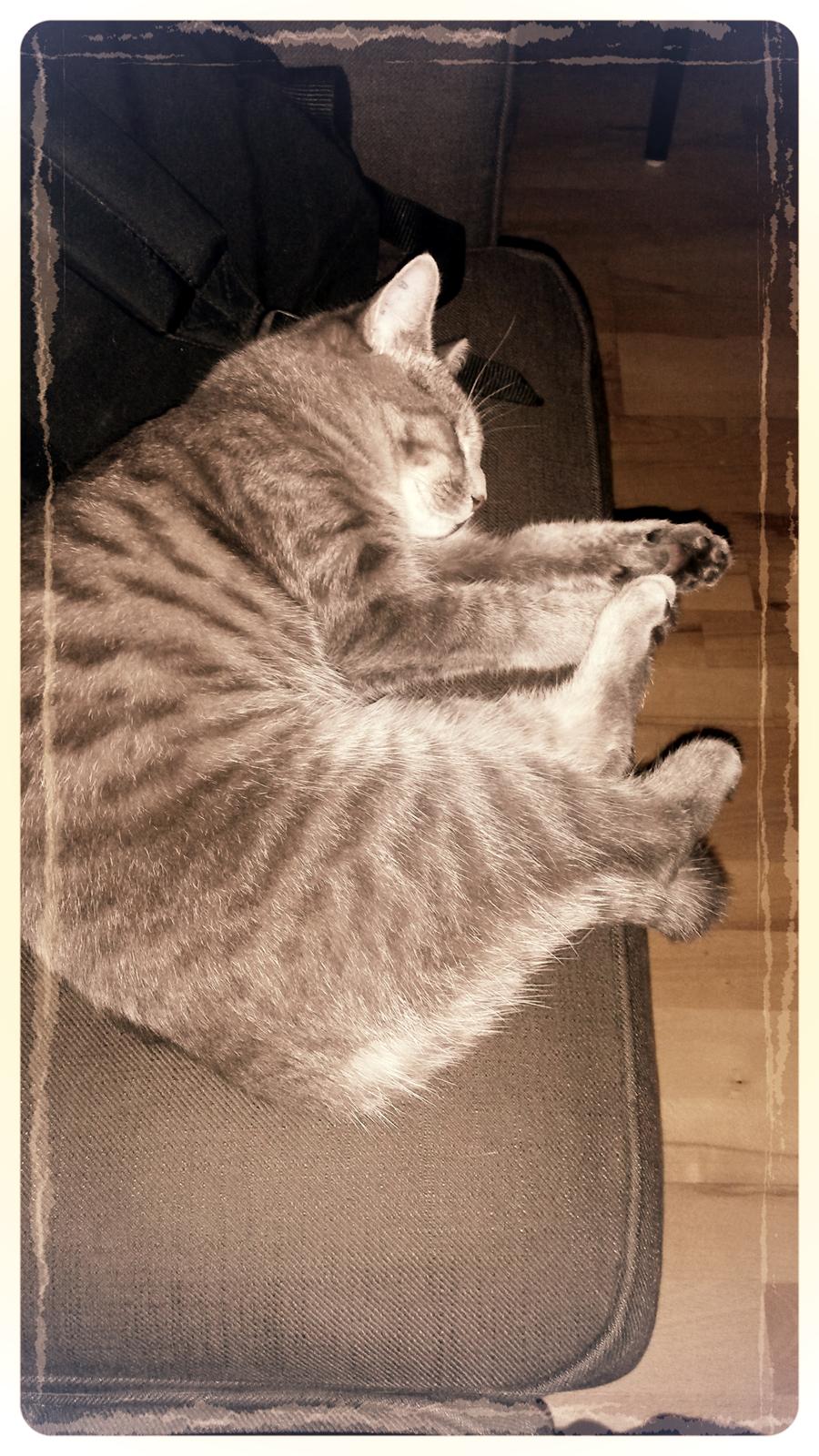 Huskat Putte - sød doven lille mis <3 billede 32