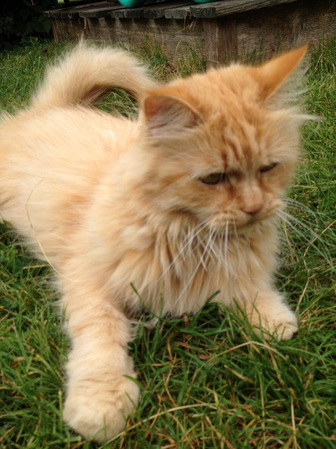 Maine Coon Trise billede 3