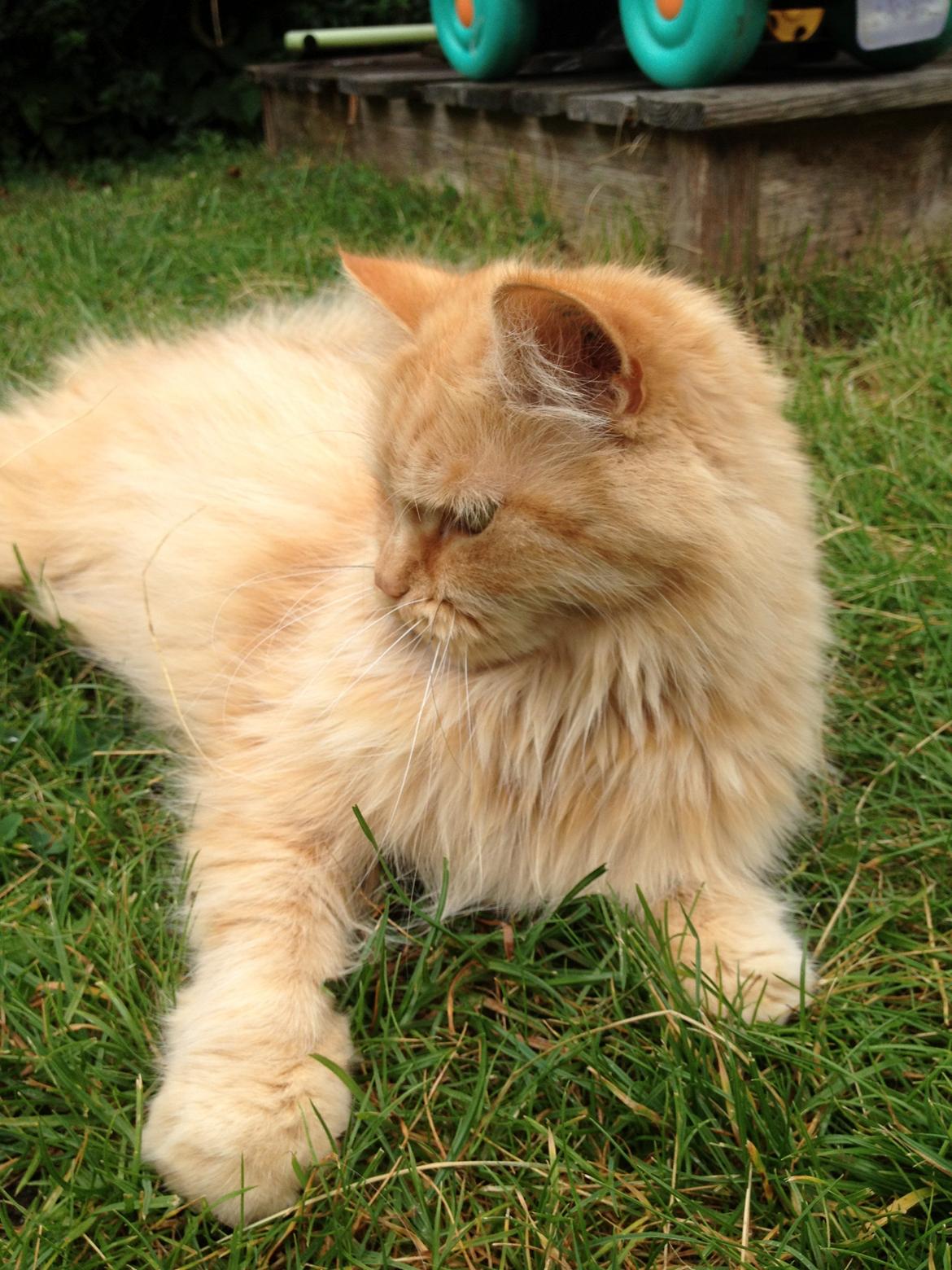 Maine Coon Trise billede 4