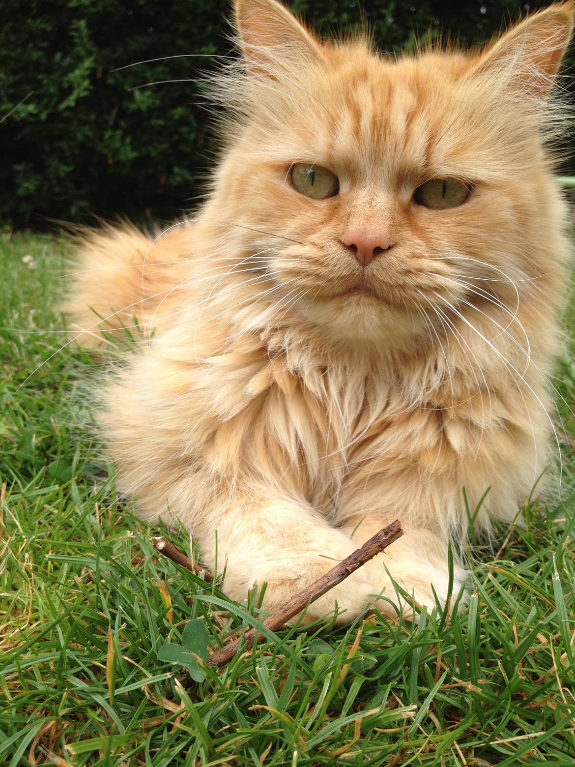 Maine Coon Trise - <3 billede 5