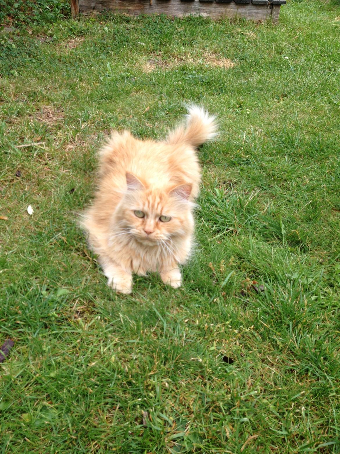 Maine Coon Trise billede 6