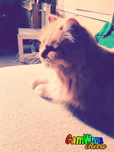 Maine Coon Trise - sooool<3 billede 7