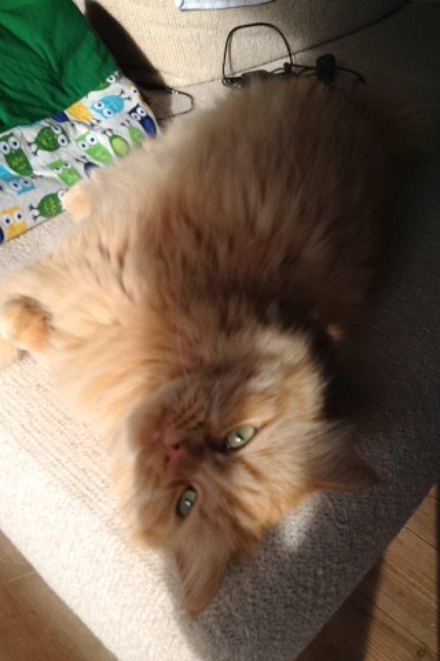 Maine Coon Trise billede 8