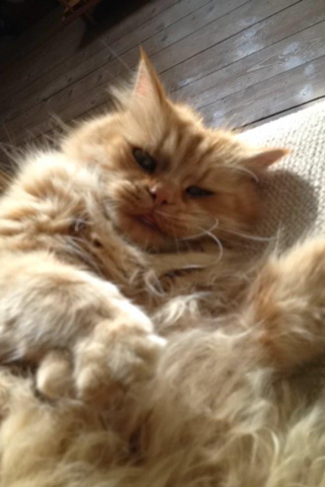 Maine Coon Trise - Tager en slapper billede 9