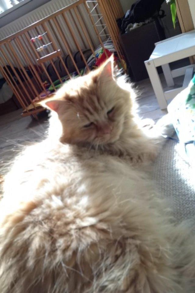 Maine Coon Trise - Sofaen..... billede 10