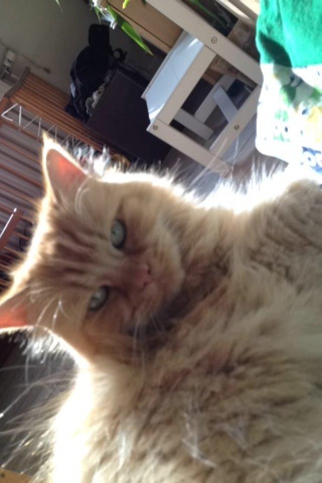 Maine Coon Trise billede 11