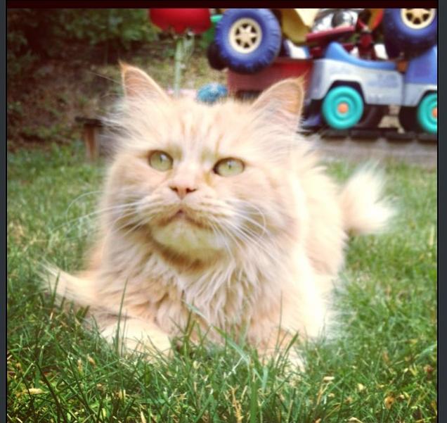 Maine Coon Trise - smukke billede 2