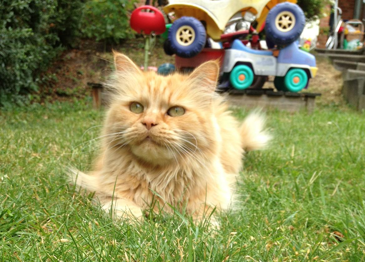 Maine Coon Trise - Velkommen til Trises profil. billede 1